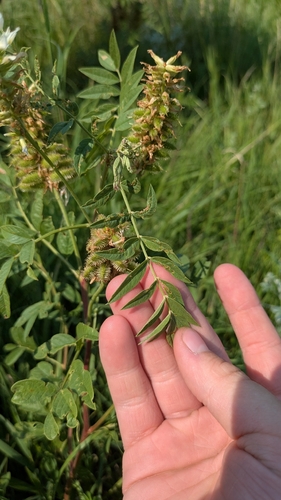 Wild Licorice