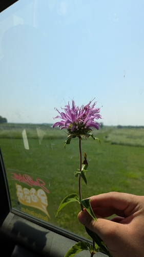wild bergamot