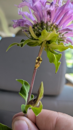 Jagged Ambush Bug