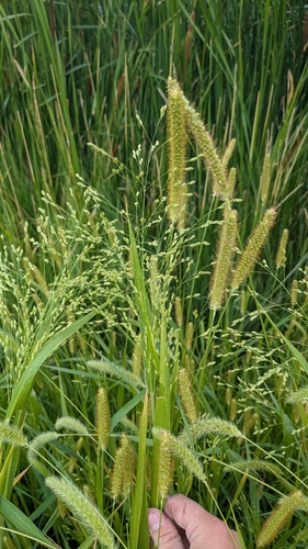 witch grass