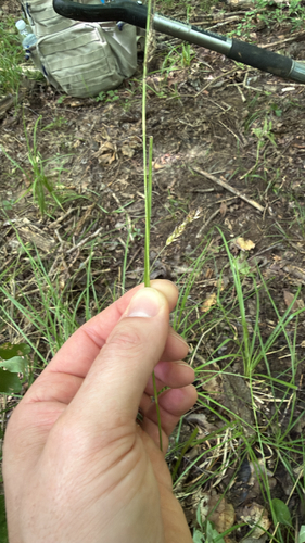 Cherokee sedge