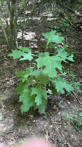 bear's foot