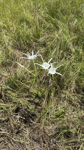 woodland spider-lily