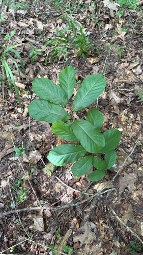 Small-Flower Pawpaw