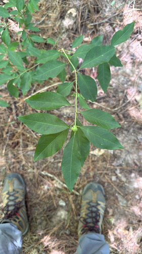 Gulf Sebastian-bush