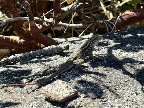 iNaturalist observation photo of Common Sagebrush Lizard