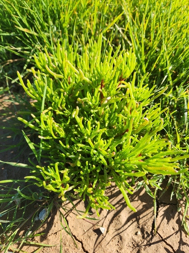 Slender Iceplant