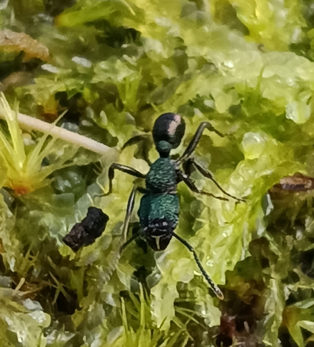 Green-head Ant