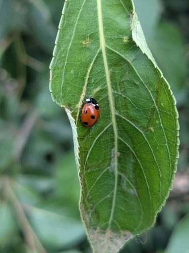 Seven-spotted Lady Beetle