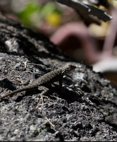 iNaturalist observation photo of Spiny Lizards