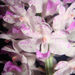 Foxtail Orchid - Photo (c) Ji-Shen Wang, all rights reserved, uploaded by Ji-Shen Wang