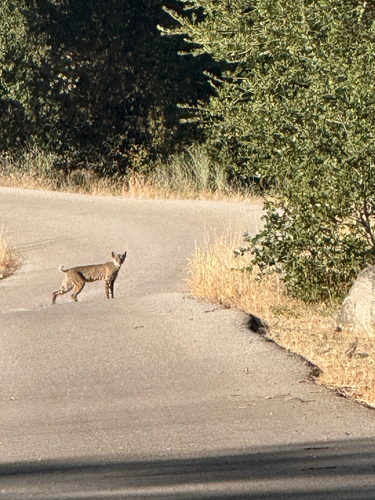 iNaturalist observation photo of Bobcat