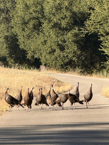iNaturalist observation photo of Wild Turkey