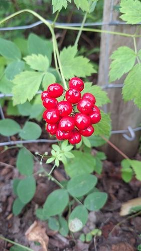 red baneberry