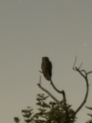 iNaturalist observation photo of Great Horned Owl