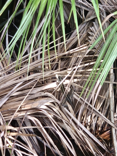 Brown Basilisk