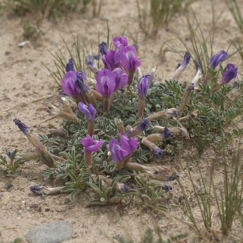 Oxytropis stracheyana