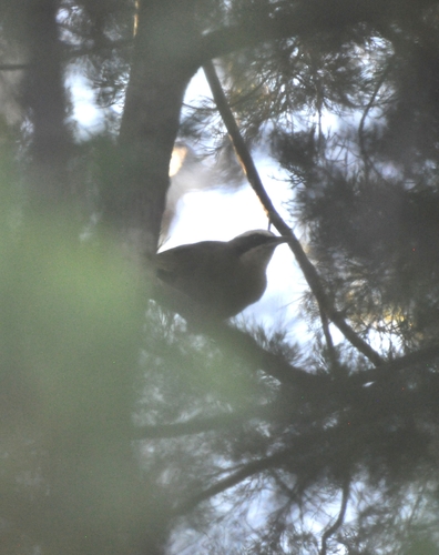 Gray-crowned Babbler