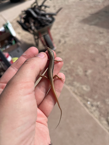 Lively Ctenotus