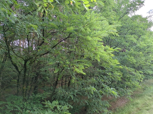 black locust