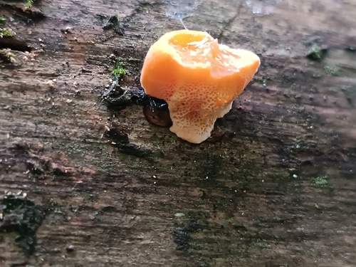 Pycnoporellus fulgens