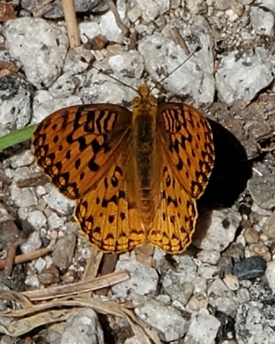 iNaturalist observation photo of Great Basin Fritillary