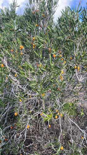 Native apricot