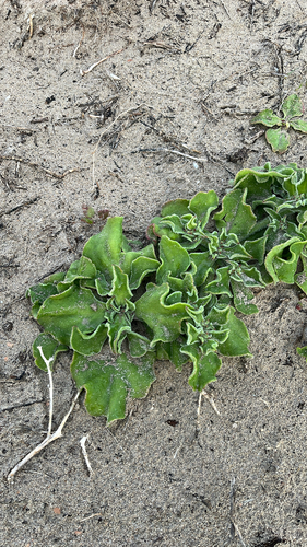 Crystalline ice plant