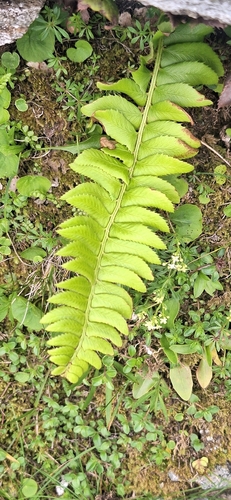 northern holly fern
