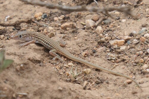 Latastia doriai doriai