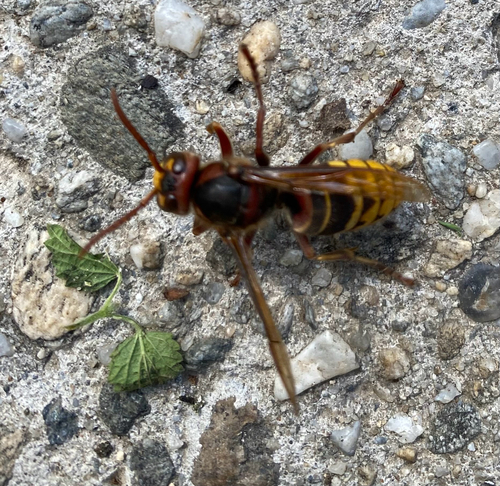 European Hornet