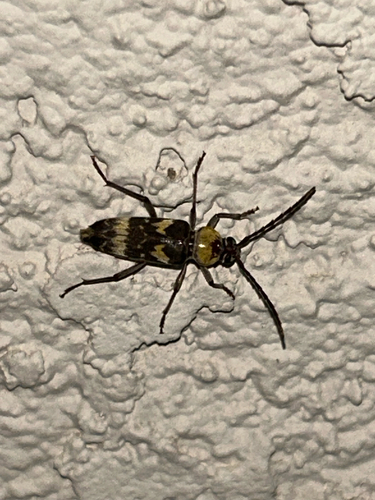 Megacyllene antennata