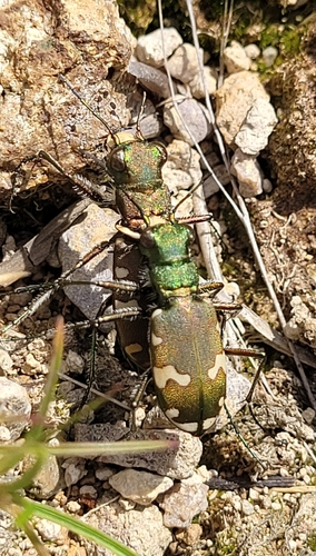 Cicindela sylvicola