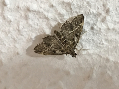 European Pepper Moth