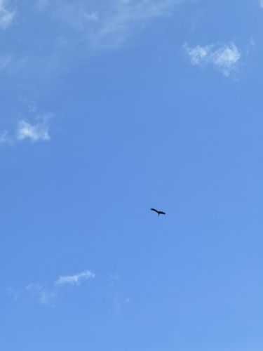 European White Stork