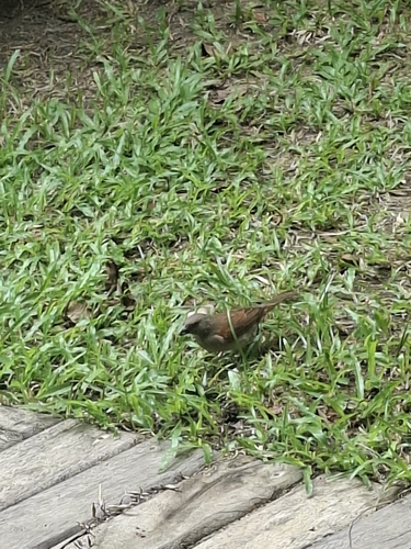 Northern Grey-headed Sparrow
