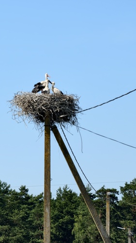 White Stork