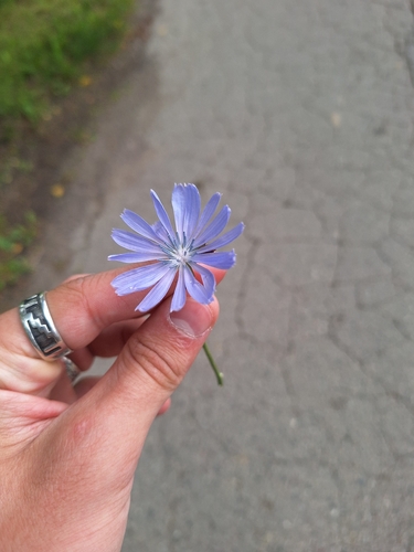 chicory