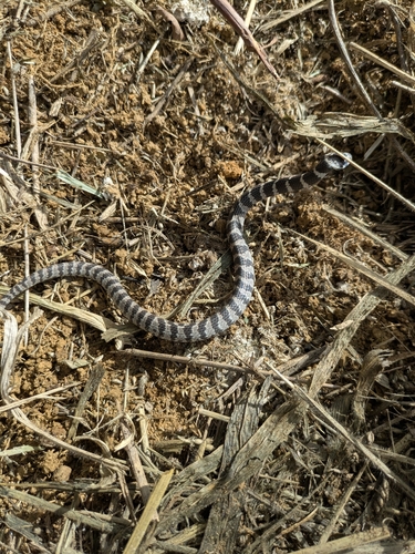 Brazilian Slug-eating Snake