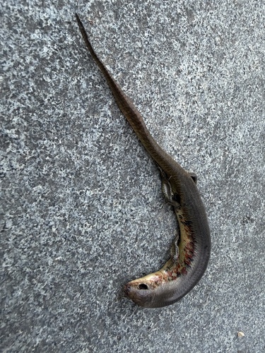Chinese Skink