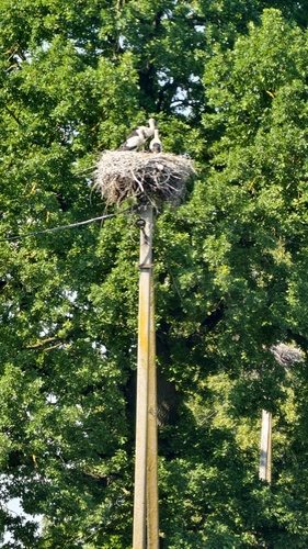 White Stork