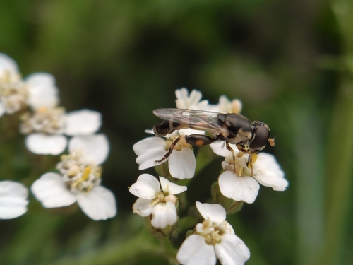 Thick-legged Hover Fly