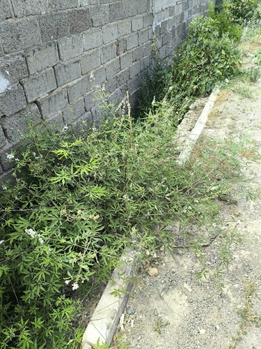 Lilac chaste tree