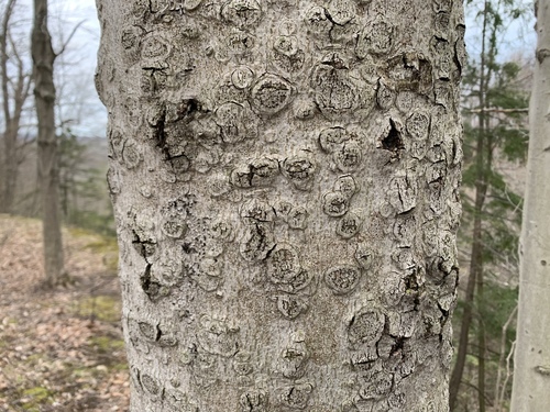 Neonectria faginata (M.L.Lohman, A.M.J.Watson & Ayers) Castl. & Rossman