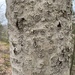 Beech Bark Canker Fungus - Photo (c) Tristan Knight, all rights reserved, uploaded by Tristan Knight