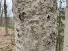 Beech Bark Canker Fungus - Photo (c) Tristan Knight, all rights reserved, uploaded by Tristan Knight