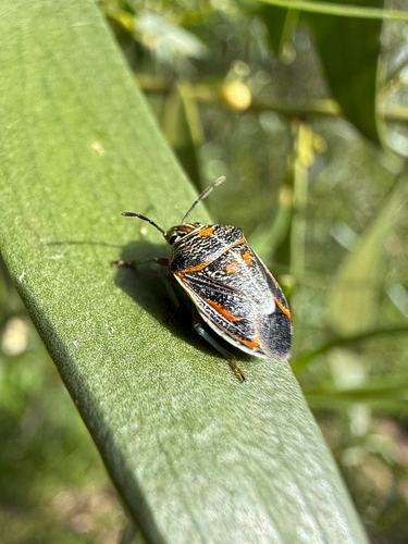 Anaxilaus musgravei