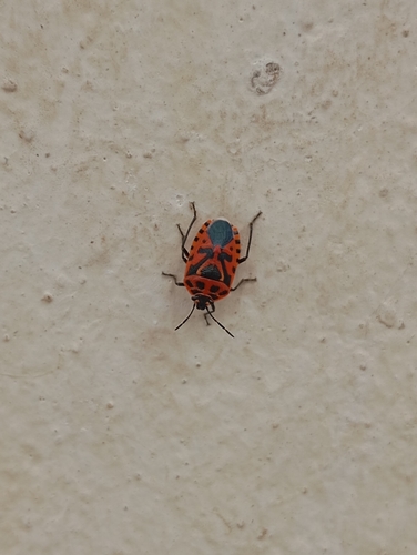 cruciferous bug