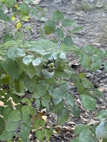 Brown-belted Bumble Bee