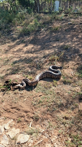 Boa Constrictor